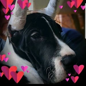 Meet your Posher, Carmella